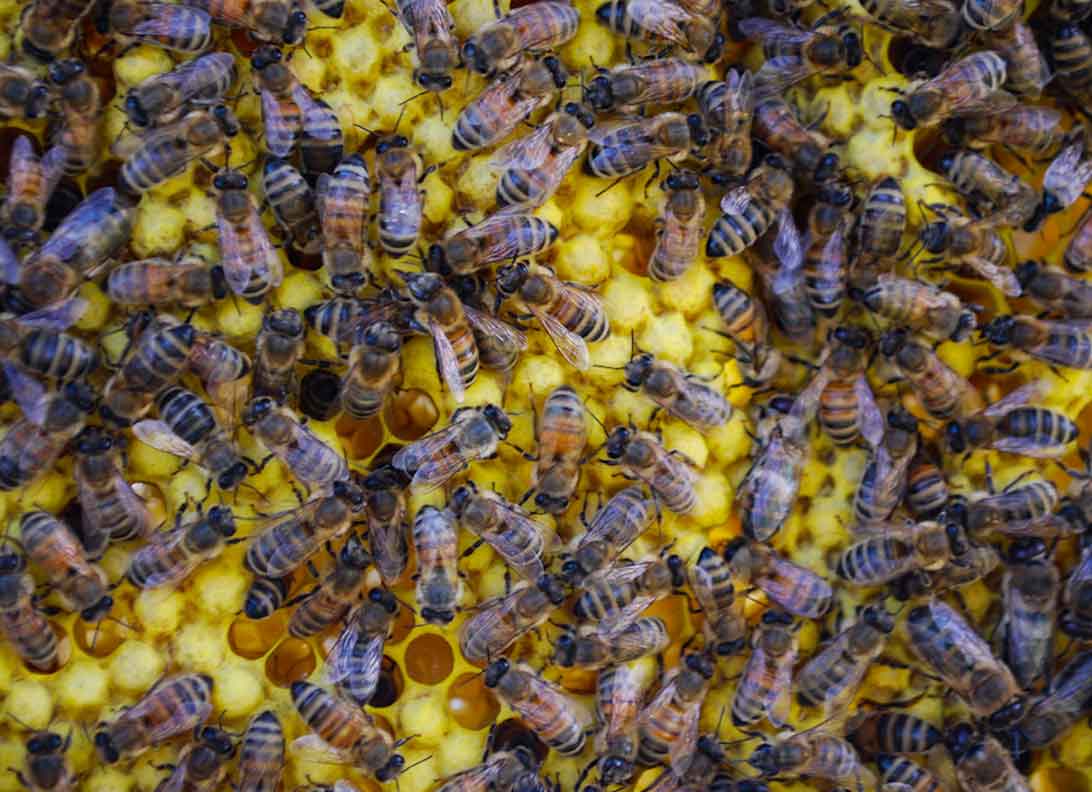 Bienen mit Brut