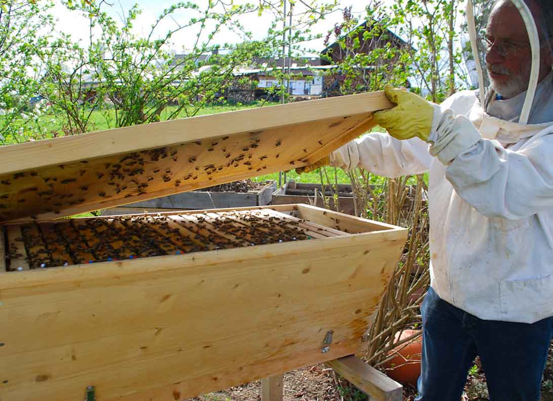 Imker Georg Ramgraber öffnet eine Bienenwiege