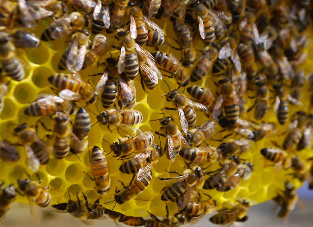 Wesensgerechte Bienenhaltung