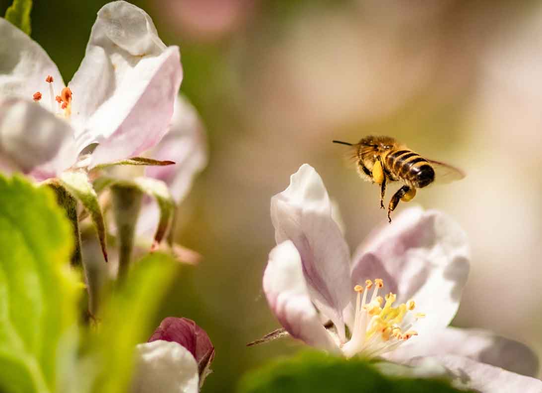 Die Bienen schützen ist lebensnotwenig