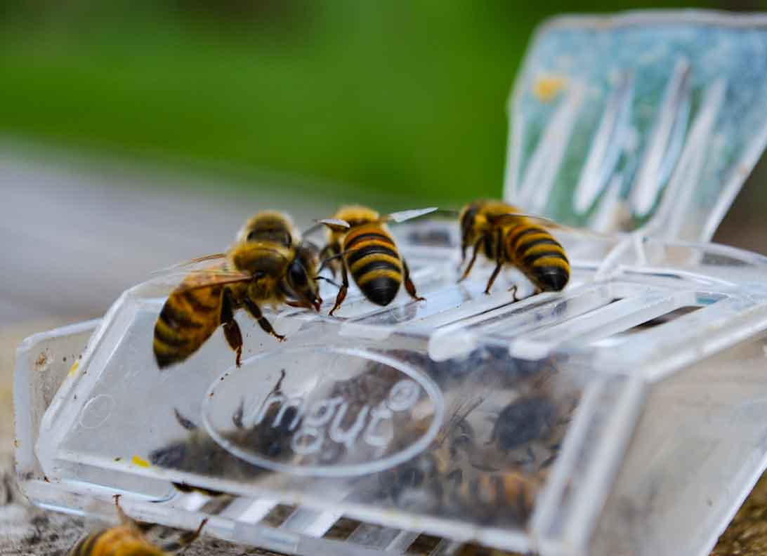 Bienenkönig und Bienenvolk